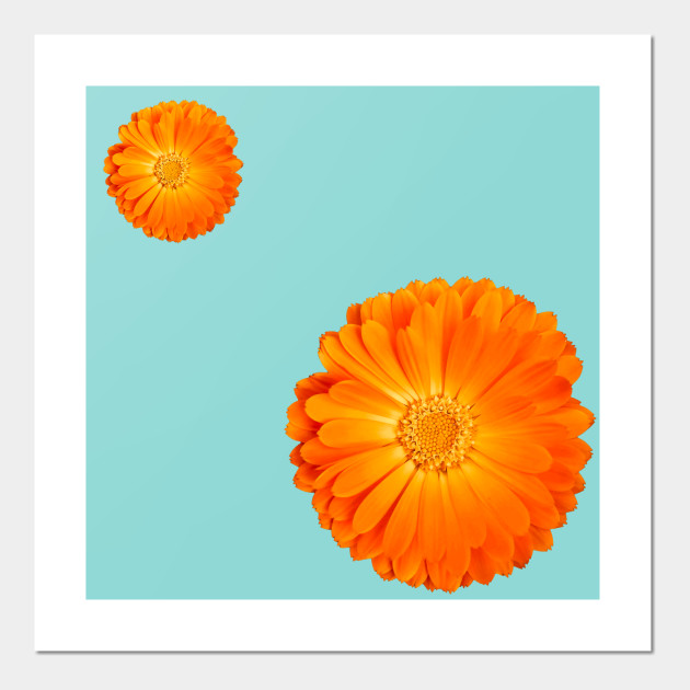 Orange Flower On Sky Blue Background Flower Poster Und Kunst Teepublic De
