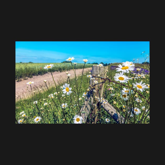 Daisies on a post in a field at Wortley, Yorkshire by Itsgrimupnorth