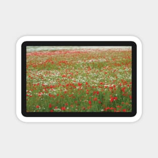 Impression of a poppy field Magnet