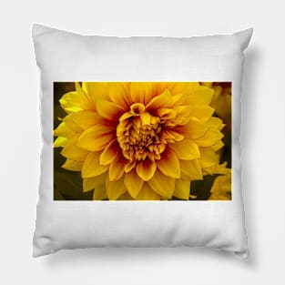 Beautiful Yellow Dahlia Close Up Pillow