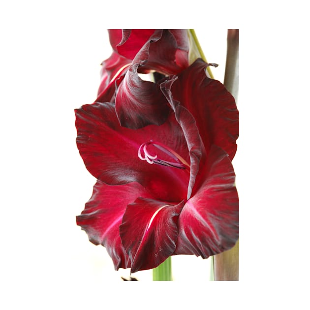 Gladiolus  'Black Surprise' by chrisburrows