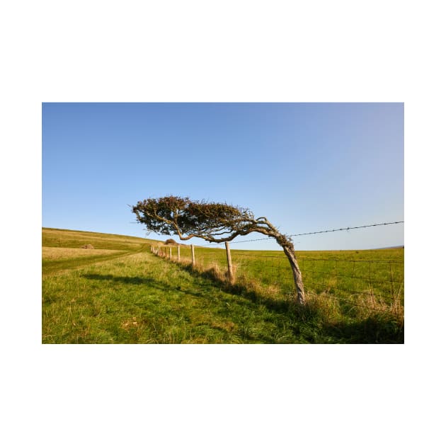 Windswept Tree by GrahamPrentice