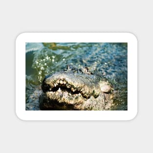 Gator Jaws Magnet