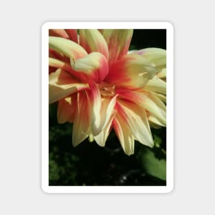 Tree frog in a Dahlia - Gift for garden lover or gift for nature lover. Magnet