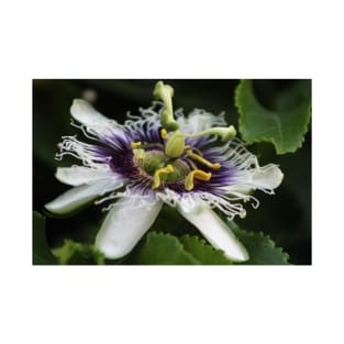 Passion Flower Closeup 3 T-Shirt