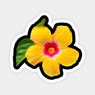 Yellow hibiscus Magnet