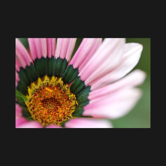 Gazania Heart Macro by gracethescene