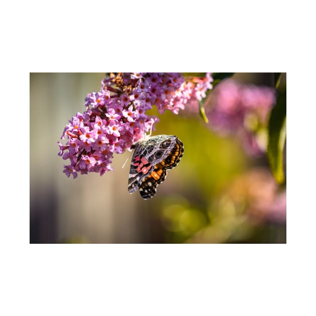 American Lady Butterfly by blossomcophoto