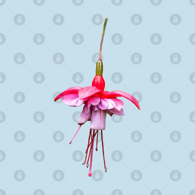 Pink Fuchsia by Shirasaya