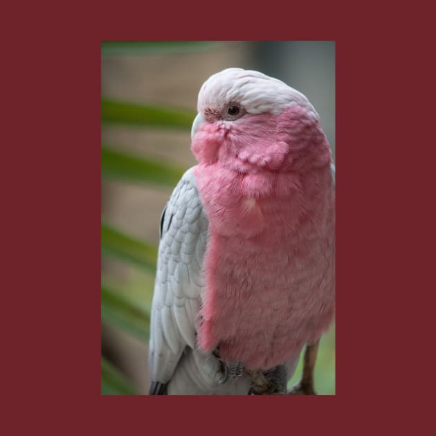 Galah by Jacquelie