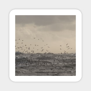 Seagulls over the stormy sea Magnet