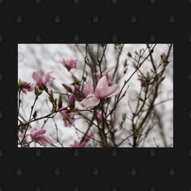 Close up of Pink Magnolia flowers in spring season. by ikshvaku