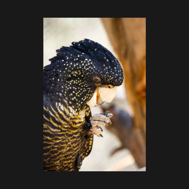 Red tailed black cockatoo. by sma1050