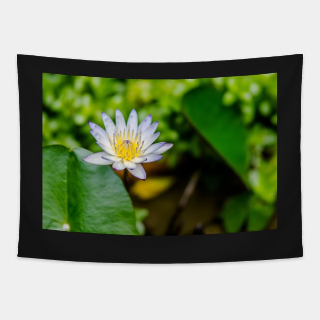 Unique nature photography Water lily Nympthaea Tapestry by AvonPerception