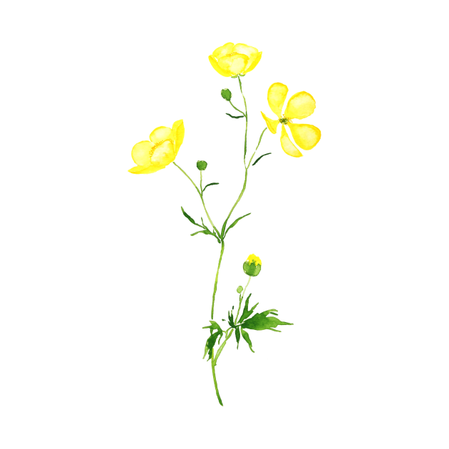 yellow buttercup flower watercolor by colorandcolor