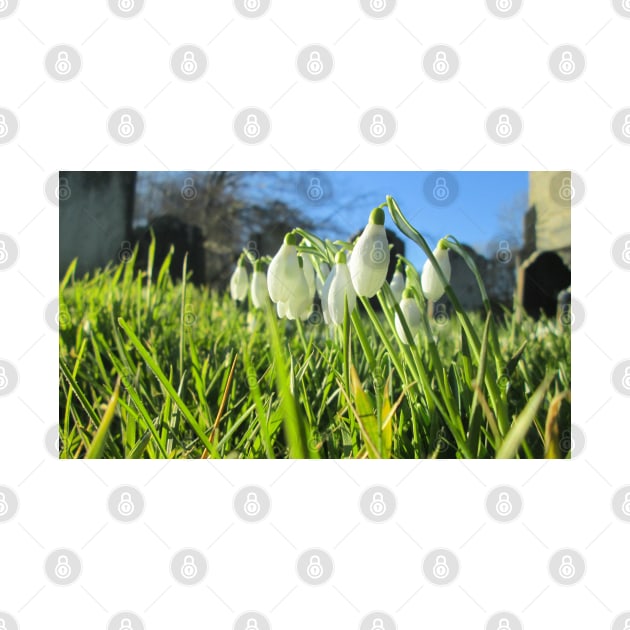 Churchyard Snowdrops in the Sunshine by Natural Distractions