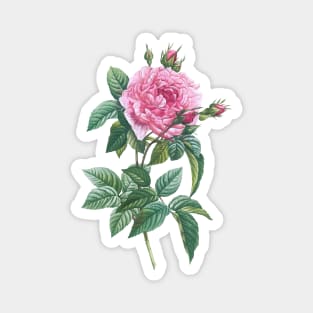 Pink Rose Flowers with Green Leaves Magnet