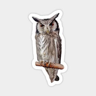 White Faced Scops Owl Magnet