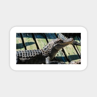 Alligator 2 Magnet