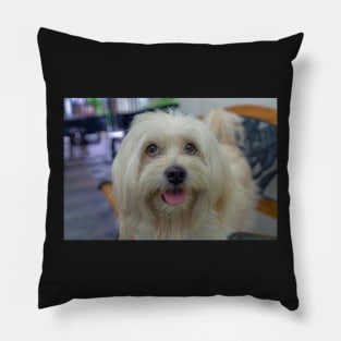 PET DOG Pillow