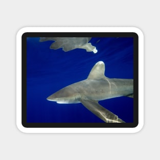 Oceanic White Tip Shark Reflections Magnet
