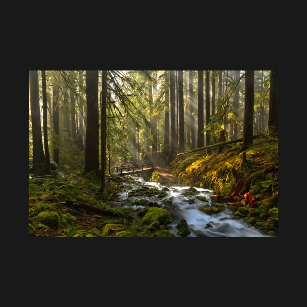 Winding Through The Sol Duc Rainforest by AdamJewell