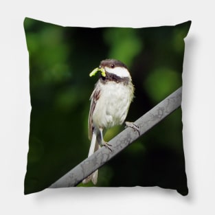 Black-capped Chickadee With A Bug In Its Mouth Pillow