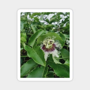 passion fruit flower, green leaves, plant photograph Magnet