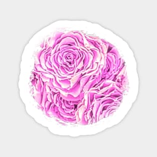 Light Pink Rose Magnet