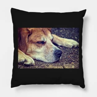 Let Sleeping Dogs Lie Pillow