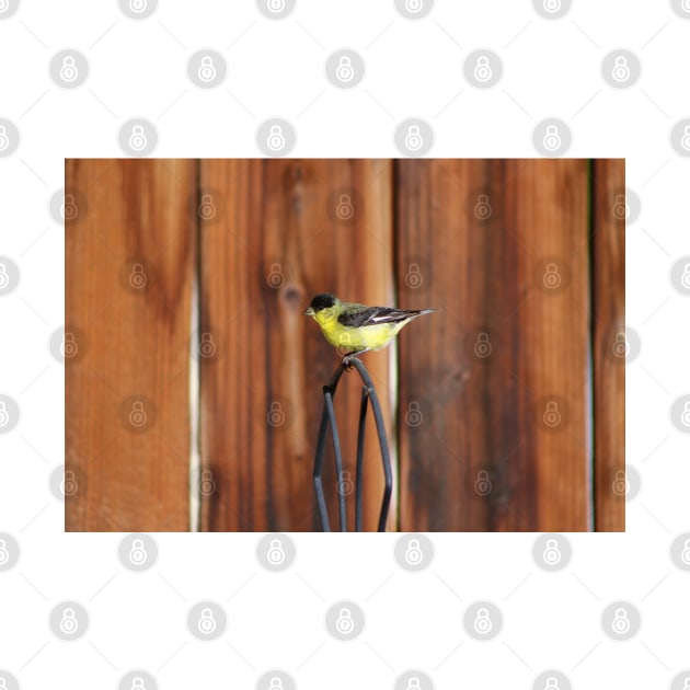 Gold Finch and Old Wooden Fence by ButterflyInTheAttic