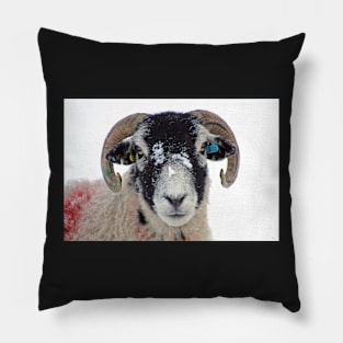 Swaledale Ewe in Snow Pillow