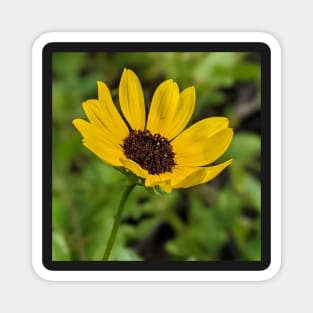 Yellow Sand Dunes Flower 2 Magnet