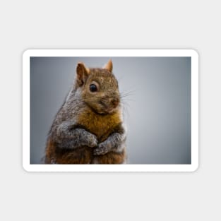 Grey Squirrel Magnet