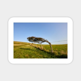 Windswept Tree Magnet