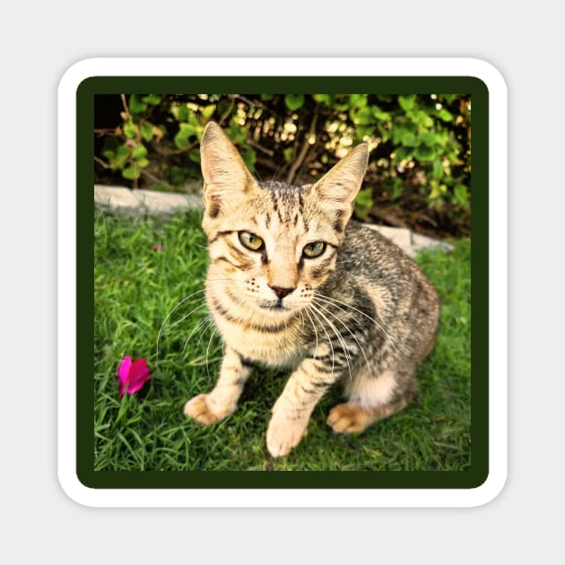 Smart Lovely Cat Magnet by Hilly Yasir