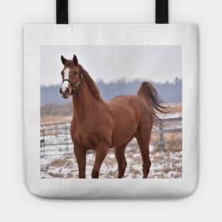 Verrazano filly Tote