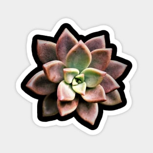 Sedum Bronze Magnet