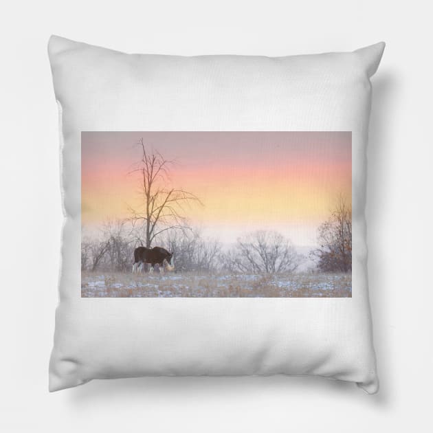 Clydesdale horse walking through a winter meadow Pillow by Jim Cumming