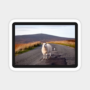 Sheep, Wicklow/Dublin Mountains Magnet