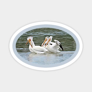 Pelican Four - Oval Magnet