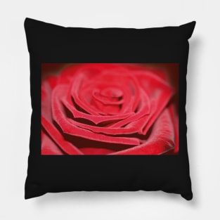 Velvety red rose Pillow