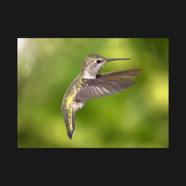 Anna's Hummingbird in Flight by JeffreySchwartz