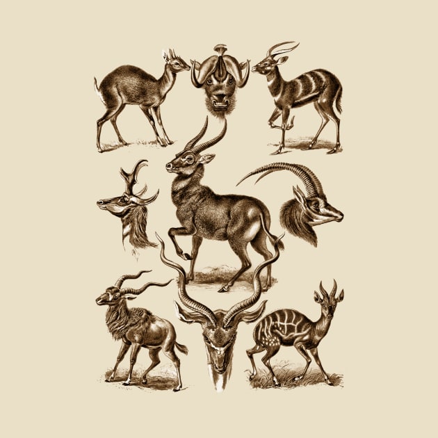 Ernst Haeckel Antilopina Antelope by Scientistudio