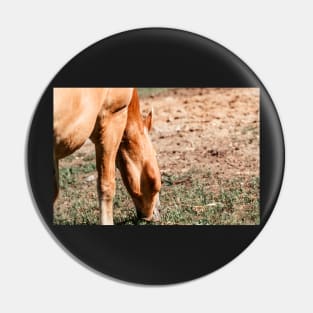 Haflinger on a pasture in summer Pin