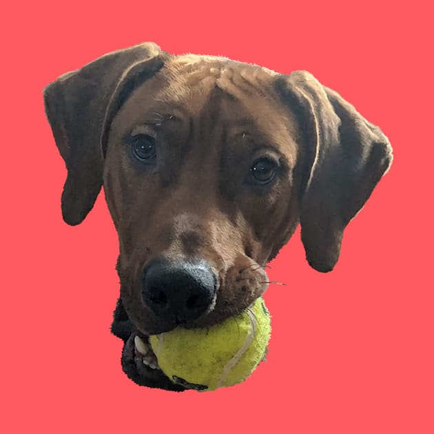 Rhodesian Ridgeback at Play by ArtistsQuest