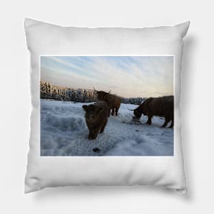 Scottish Highland Cattle Cows and Calf 1655 Pillow