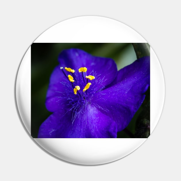 Blue Flower and Stamens Pin by Robert Alsop