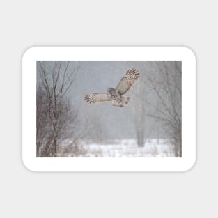 Towards the Heavens - Great Grey Owl Magnet