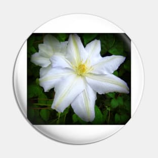 White Clematis Pin